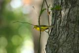 Hooded Warbler