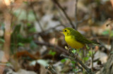 Hooded Warbler
