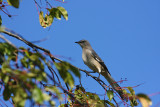 Northern Mockingbird