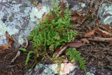 Woodsia obtusa (Blunt-lobed Woodsia)