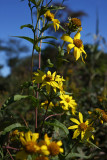 Helianthus giganteus (Giant Sunflower)