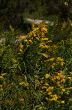 Solidago sempervirens (Seaside Goldenrod)