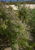 Dog Fennel (Eupatorium capillifolium)