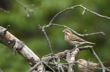 Female Purple Finch