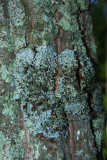 Hypotrachyna livida- Wrinkled Loop Lichen