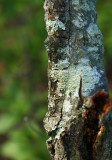 Pertusaria sp. (Wart Lichen)