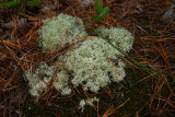 Cladonia subtenuis- False Reindeer Lichen