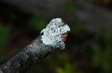 Physcia aipolia- Hoary Rosette Lichen