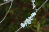 Parmotrema hypotropum- Powdered Ruffle Lichen