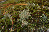 Cladonia crispata- Cup Lichen