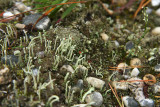 Cladonia macilenta- Pin Lichen