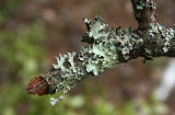 Parmelia sulcata- Hammered Shield Lichen