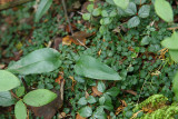 Smilax walteri- Red-berried Greenbriar