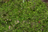Lophocolea heterophylla