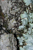 Frullania sp. (a liverwort)