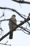 Juvenile Sharp-shinned Hawk