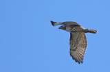 Red-tailed Hawk