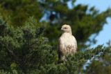 Very pale Red-tailed Hawk