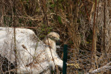 Very pale Red-tailed Hawk