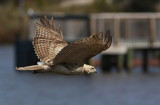 Very pale Red-tailed Hawk