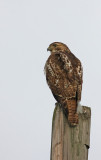 Hawk on a stick! (Juvenile Red-tailed Hawk)
