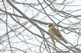 American Kestrel (female)