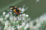 Milkweed Bug