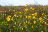 Bidens sp.