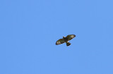 Broad-winged Hawk
