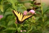 Tiger Swallowtail on Phlox