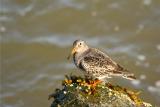 Purple Sandpiper