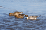 Northern Pintails