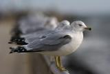 Ring-billed Gulls