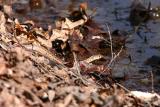 Eastern Garter Snake