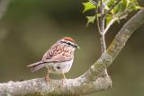 Chipping Sparrow