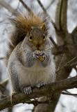 peanut loving squirrel