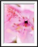 rhodendron flower