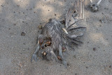 Hermit crabs snacking on dead pelican...