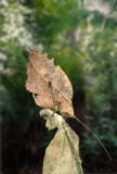 Leaf mimic katydid, Peru