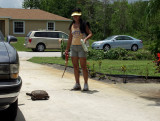 One Of Many Turtles Who Wander Thru...They Sometimes Get Into Eves Garden