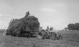 Makin Hay