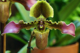 Orchide_7388w.jpg