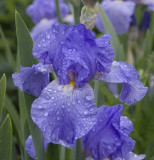 Bearded Iris