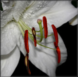 White Lily Macro