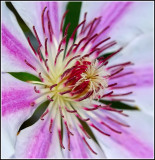 Clematis