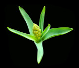 Birth of a Hyacinth
