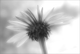 Flower in Black and White...Don't miss the spider web