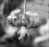 Lily Davidii in Black and White