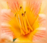 Daylily: Yellow and Peach