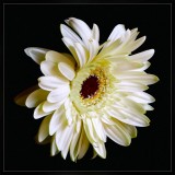 Gerbera Daisy White